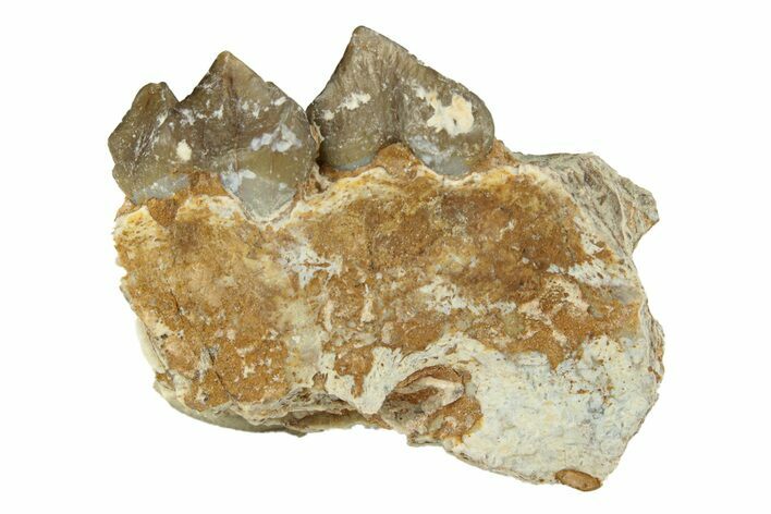 Oreodont (Merycoidodon) Jaw Section - South Dakota #268777